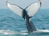 diving-right-whale_2