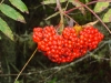 red_berries