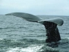right_whale