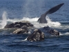 right_whales