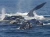 right_whales_0